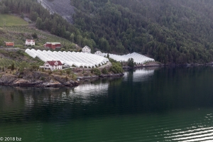 Aurlandsfjord Gärtnerei